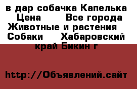 в дар собачка Капелька › Цена ­ 1 - Все города Животные и растения » Собаки   . Хабаровский край,Бикин г.